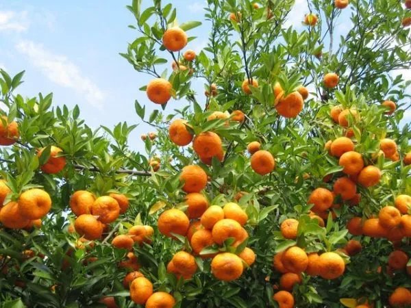 Orange Orchards of Anjaw